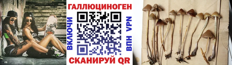 как найти наркотики  Дзержинский  площадка формула  Галлюциногенные грибы прущие грибы 